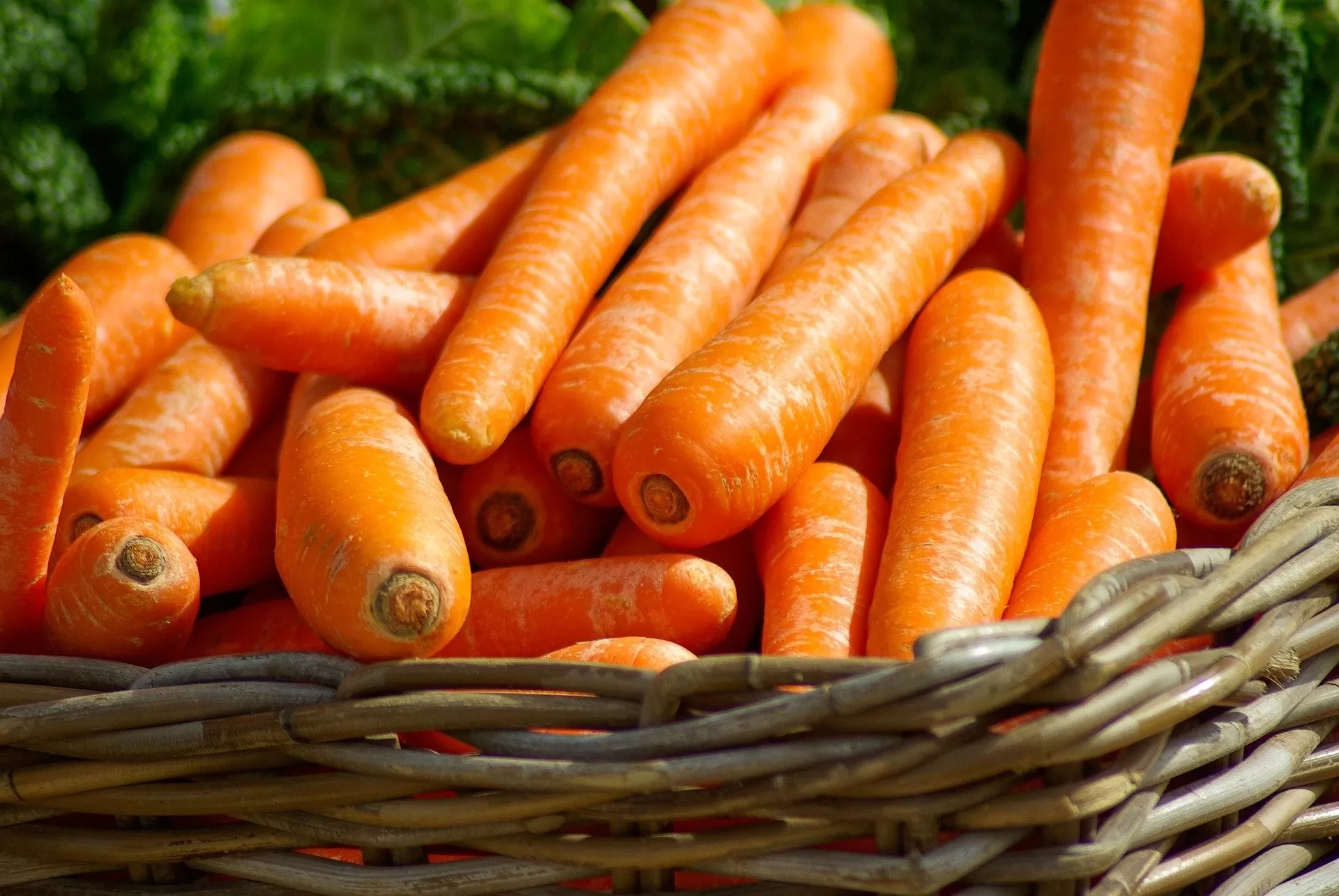 Agricultura niega que haya importación masiva de zanahoria