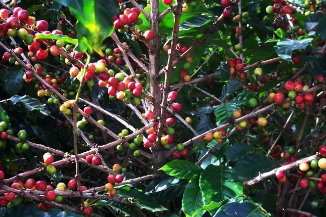 República Dominicana exporta el café que produce y consume el extranjero