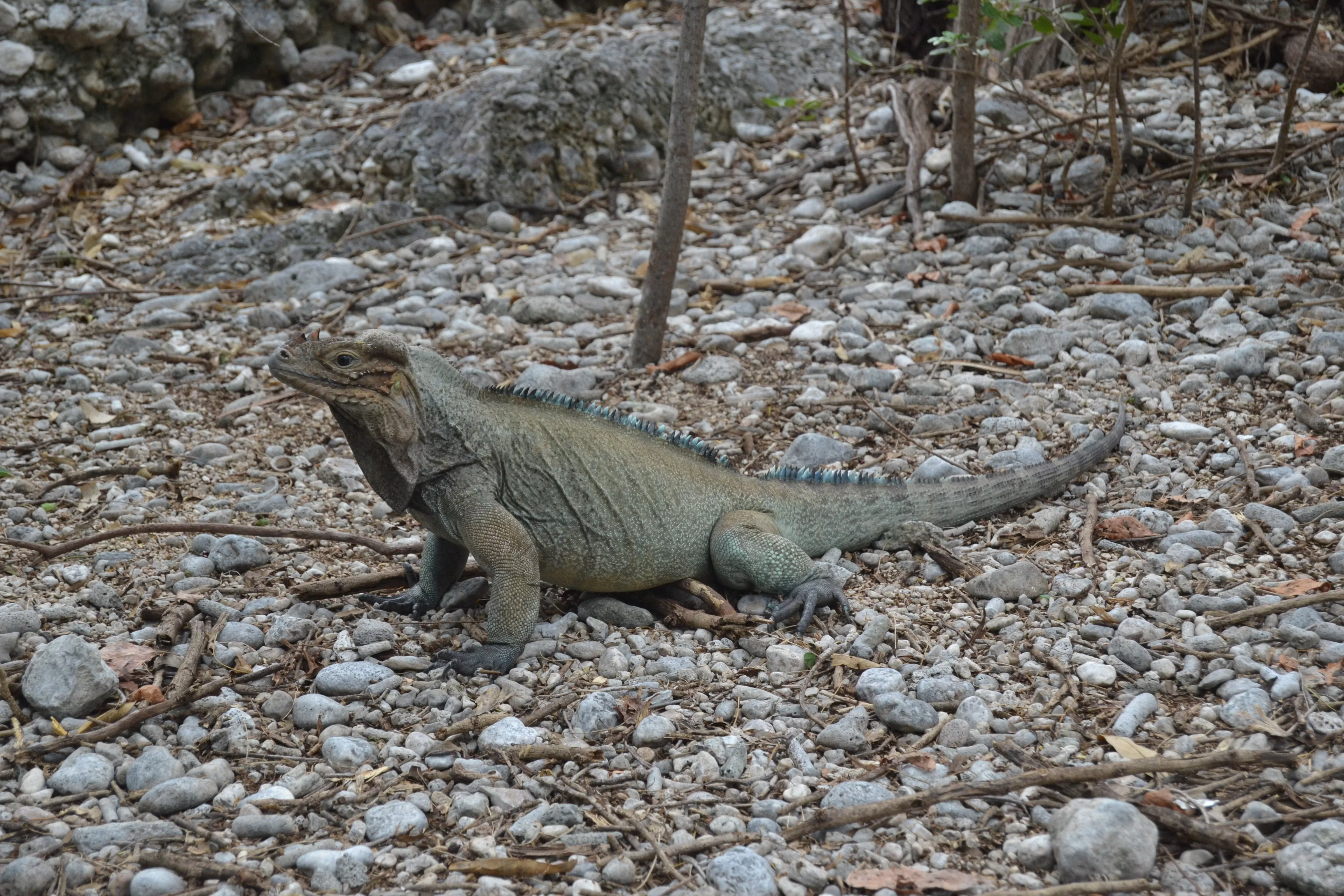 CEMEX recibe recertificación de proyecto de conservación de la biodiversidad