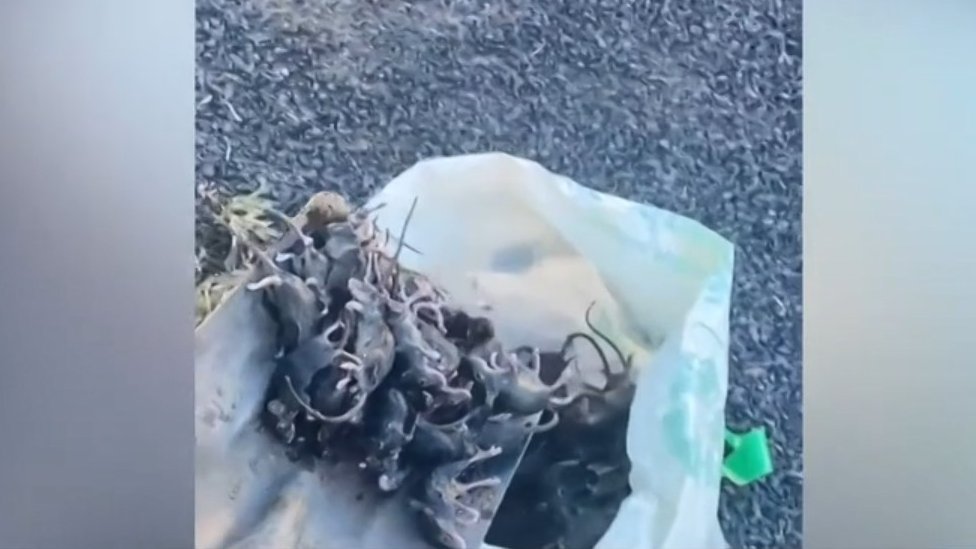 Por qué Australia atraviesa la peor plaga de roedores en años