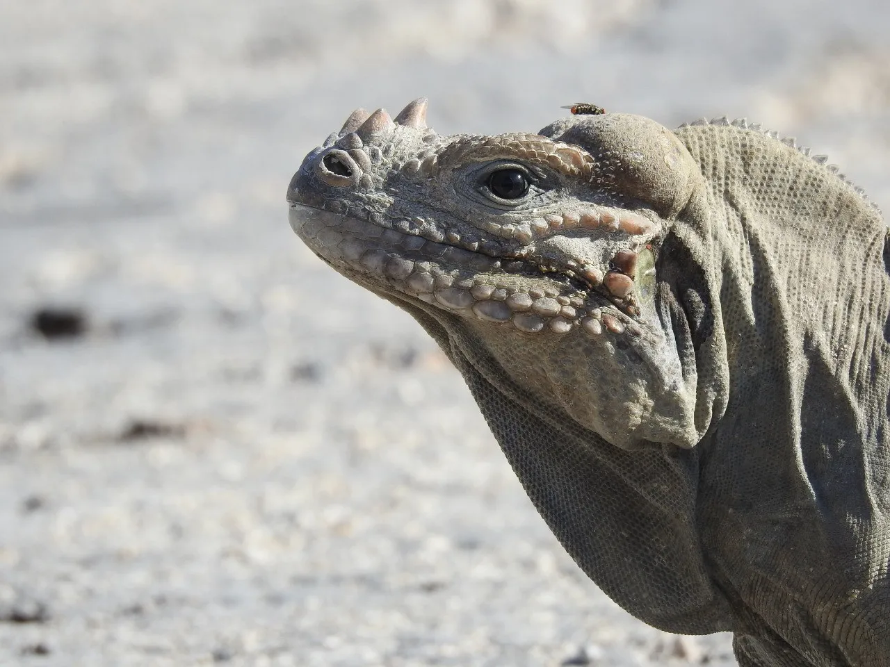 Incautan armas, celulares, droga y una iguana en centro de privación de libertad en Baní