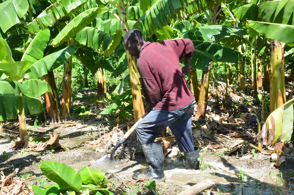 Agricultura auspicia proyectos agropecuarios en región Enriquillo