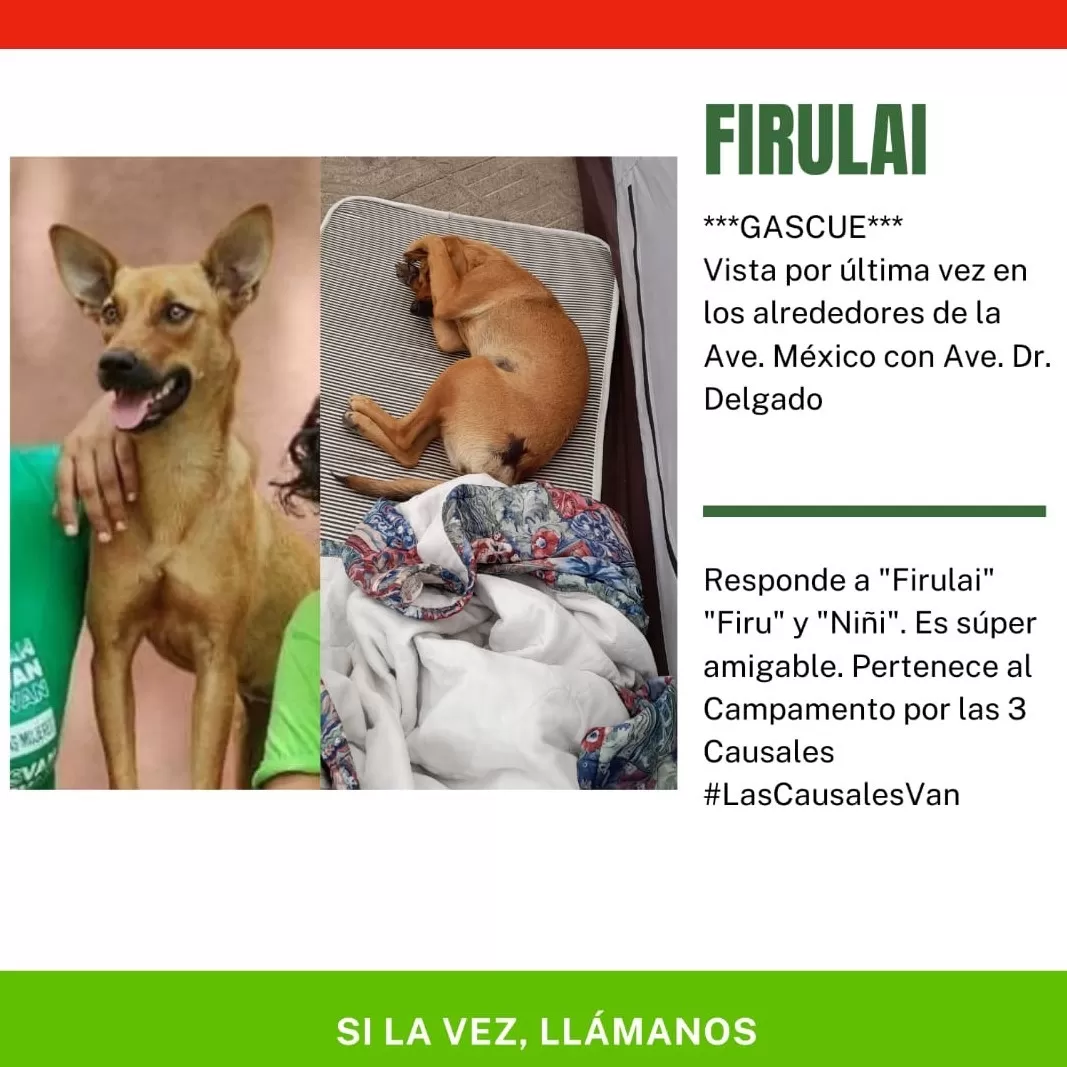 Firulai, mascota del campamento por las 3 causales, está desaparecida