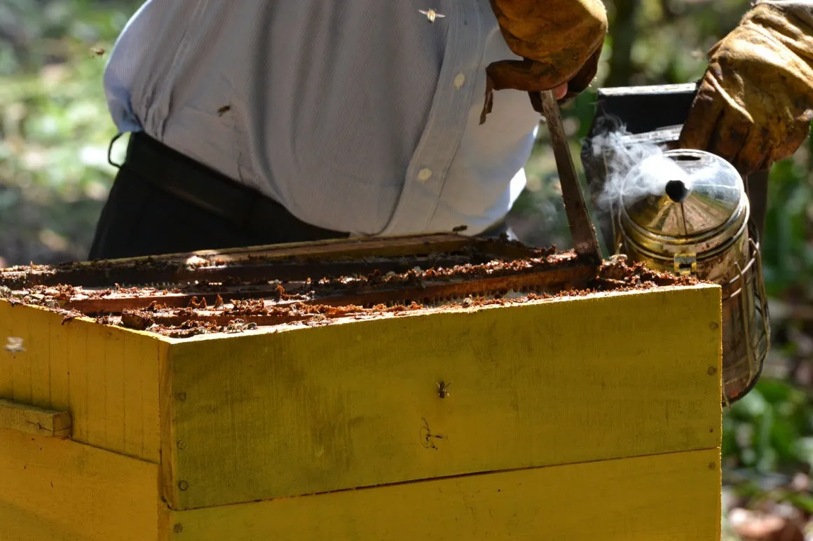 La miel también la adulteran en Dominicana y los productores están preocupados