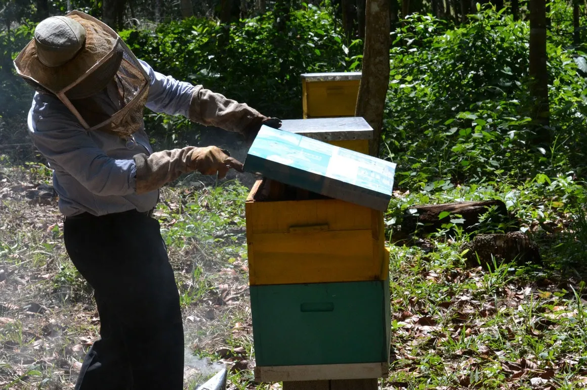 Gobierno busca promover consumo de miel