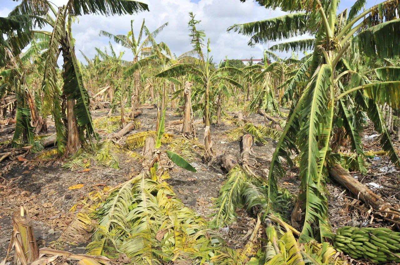 Ministerio de Agricultura visita varias provincias del Cibao que fueron afectadas por tornado