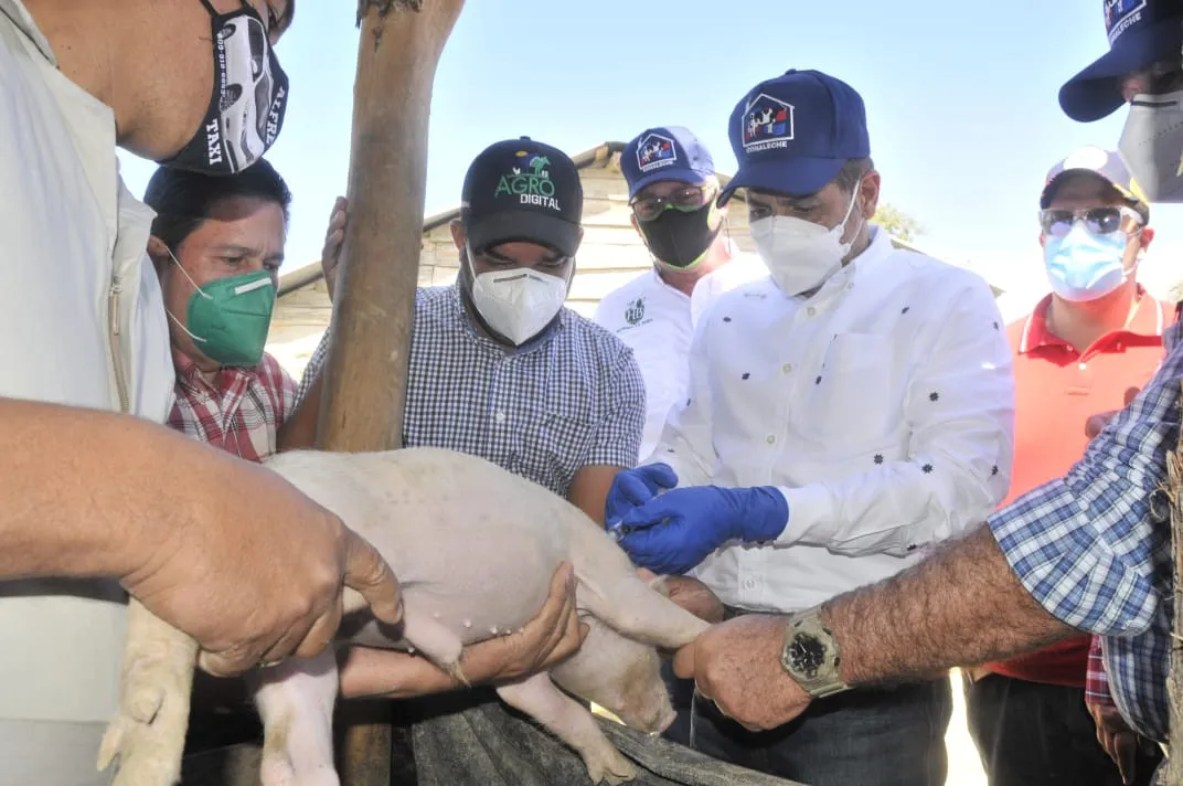 Ministerio de Agricultura informa neumonía provocó muerte de cerdos en Montecristi