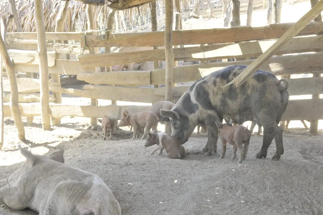 Agricultura y Banco Agrícola entregan RD$21.4 millones a porcicultores de Montecristi