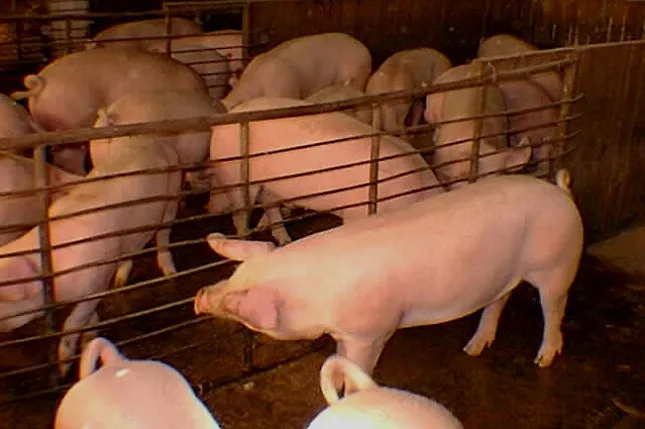 Gobierno invierte RD$220 millones para congelar carne de cerdo 