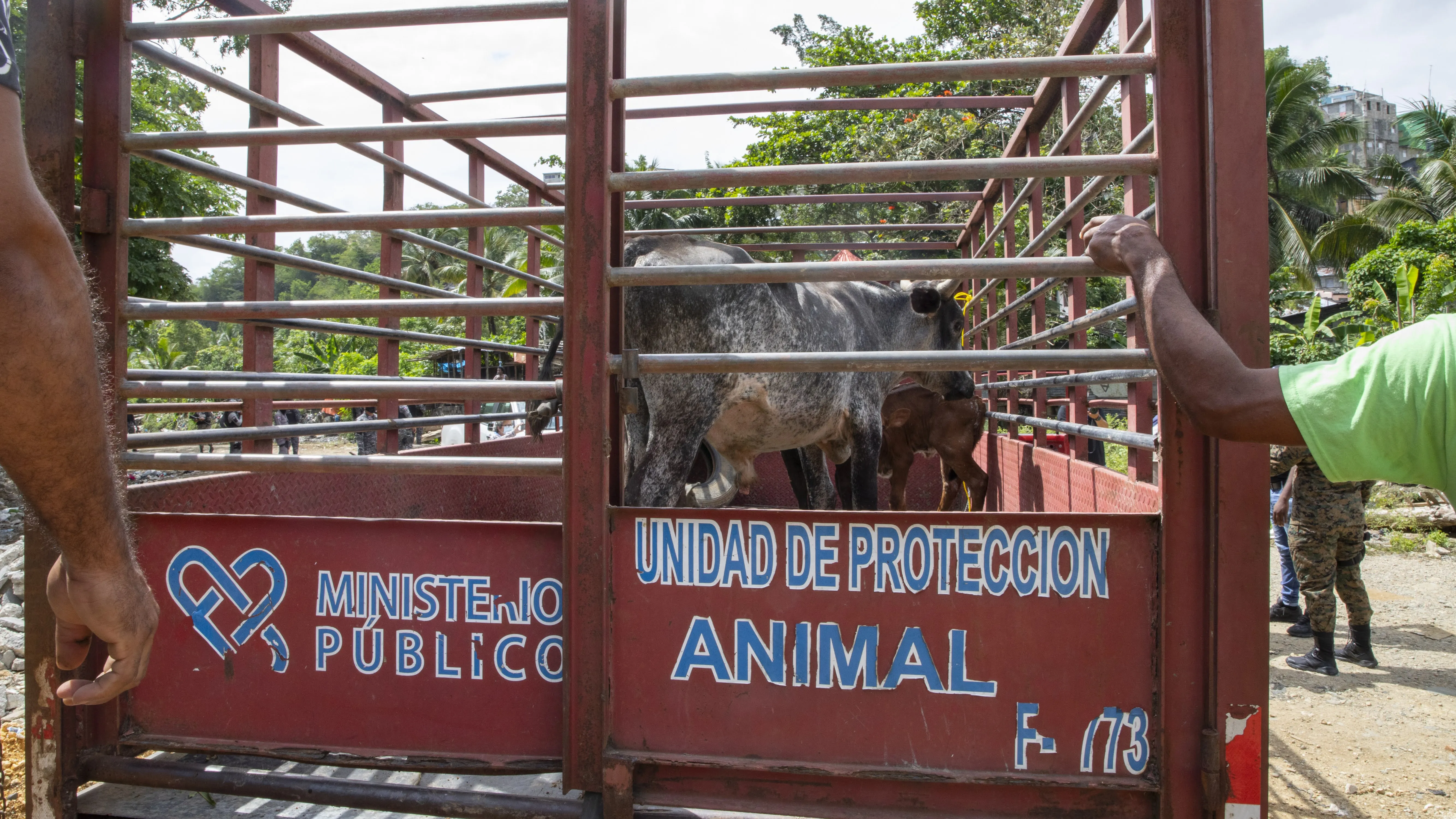 Retiran vacas y cerdos criados sin control en Arroyo Hondo