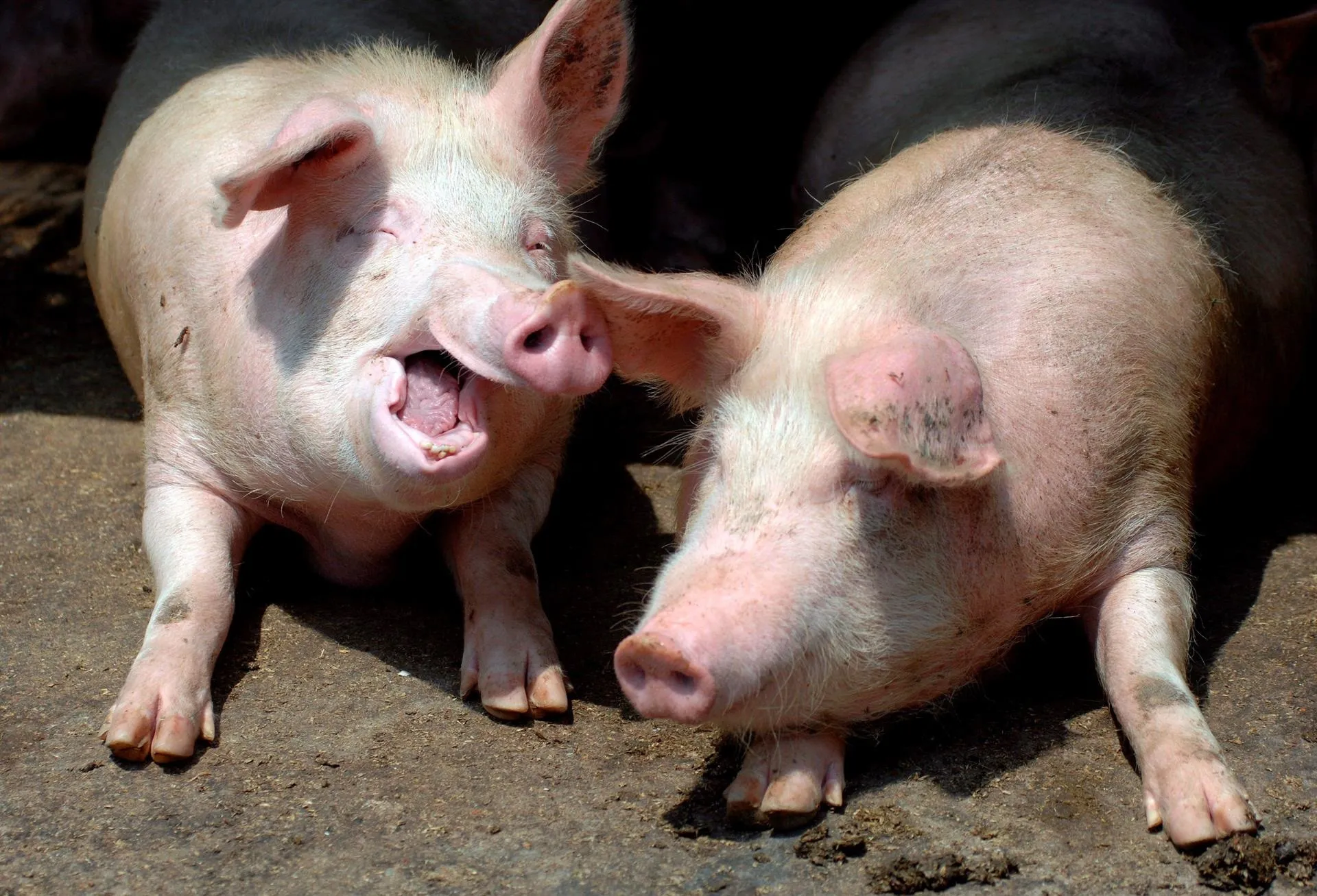 Agricultura da por controlada la peste porcina y garantiza carne de cerdo