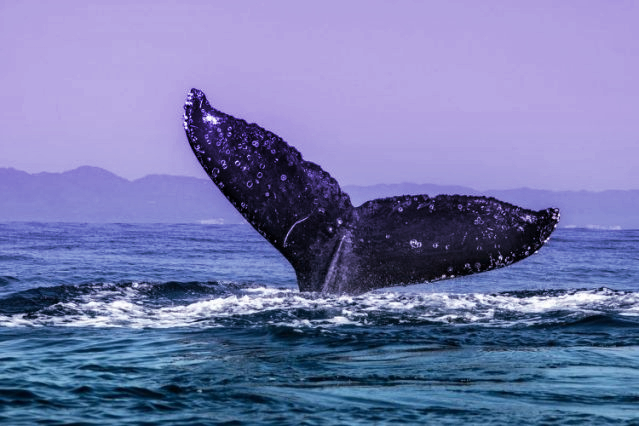 Las ballenas alcanzan récord de acumulación de BTC
