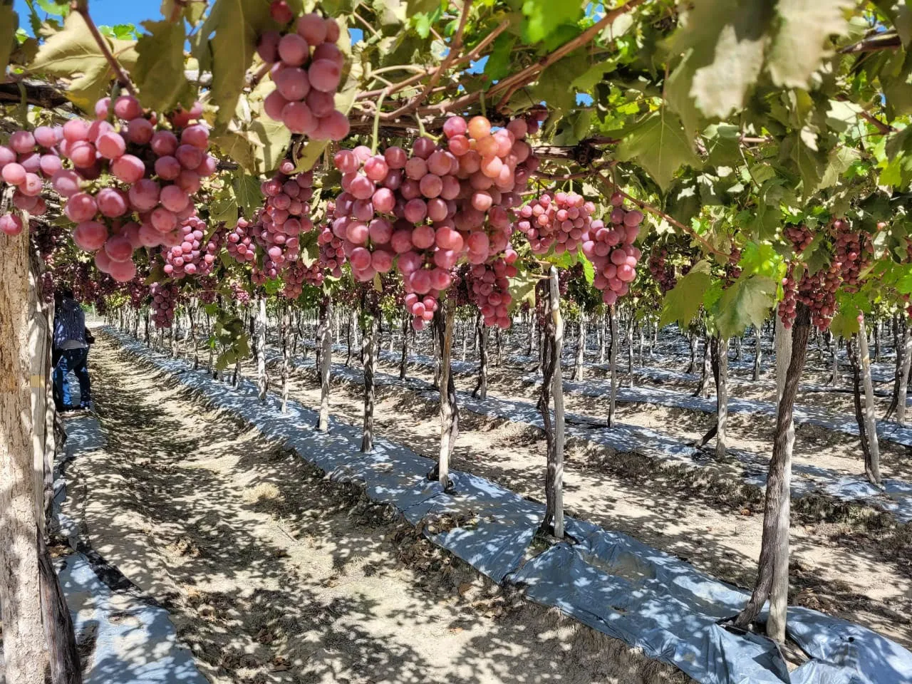 Productores de uva de Neiba reciben apoyo del Gobierno
