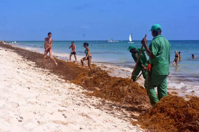 Una marea de sargazo inunda las cristalinas playas dominicanas