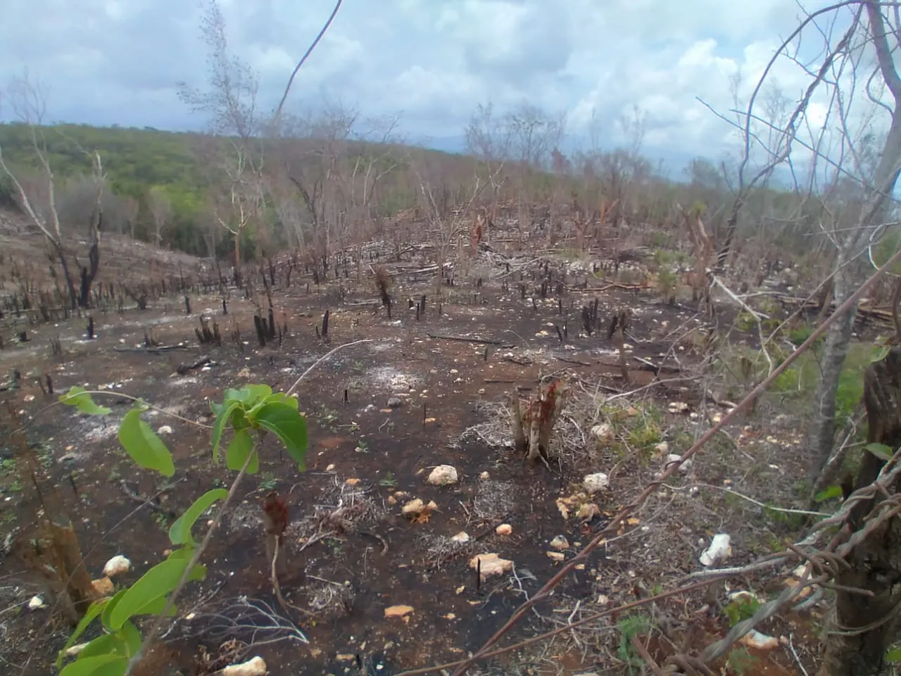 Denuncian tala de bosques en Juancho