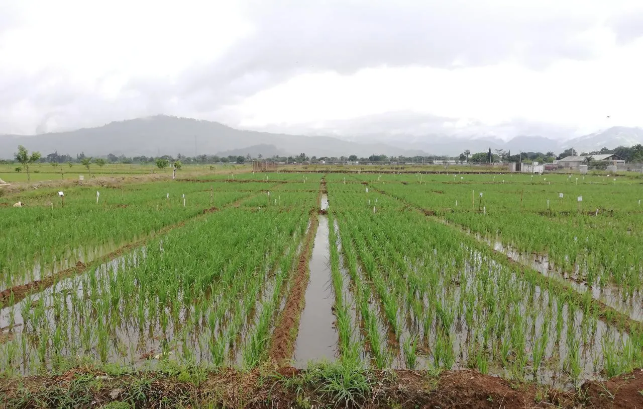 Agricultura dice tormenta Fred no causó daños al campo