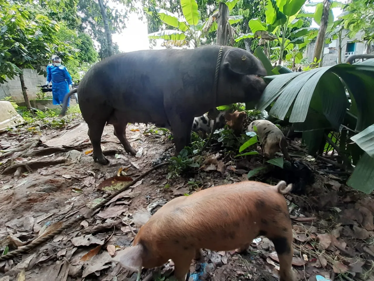 Gobierno se compromete a compensar a los porcicultores de Sánchez Ramírez