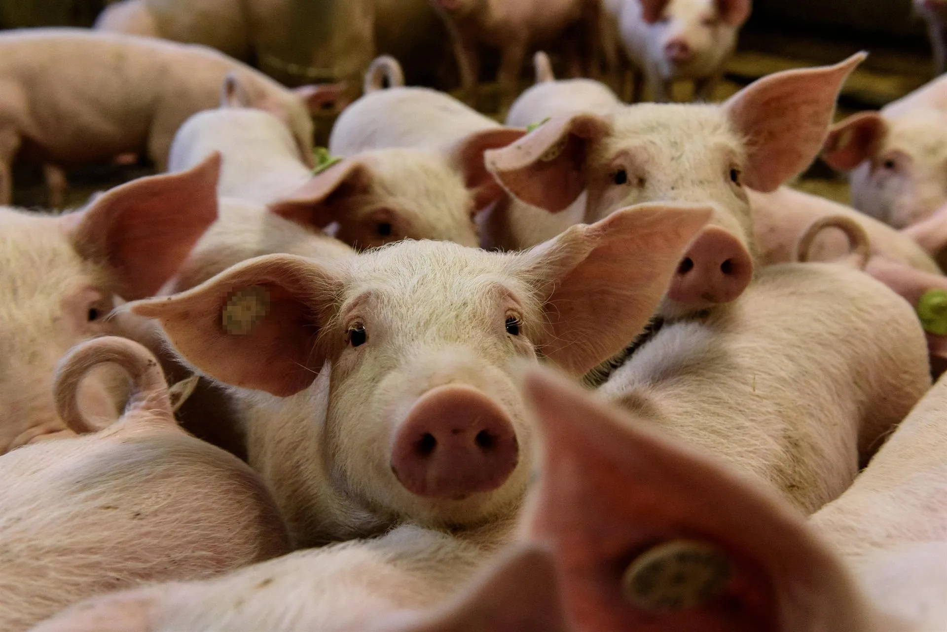FAO alerta a América de peste porcina africana en República Dominicana