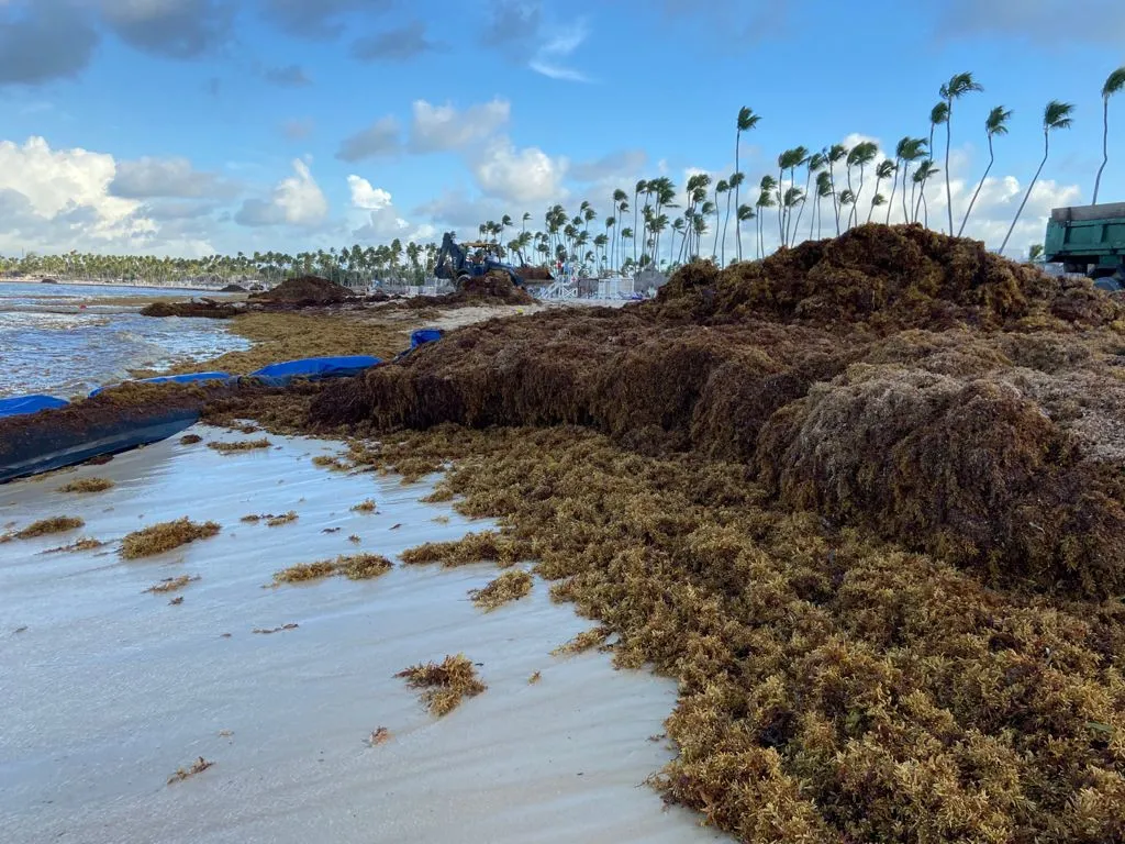 Hallan en el sargazo que afecta al Caribe una solución para tratar aguas residuales