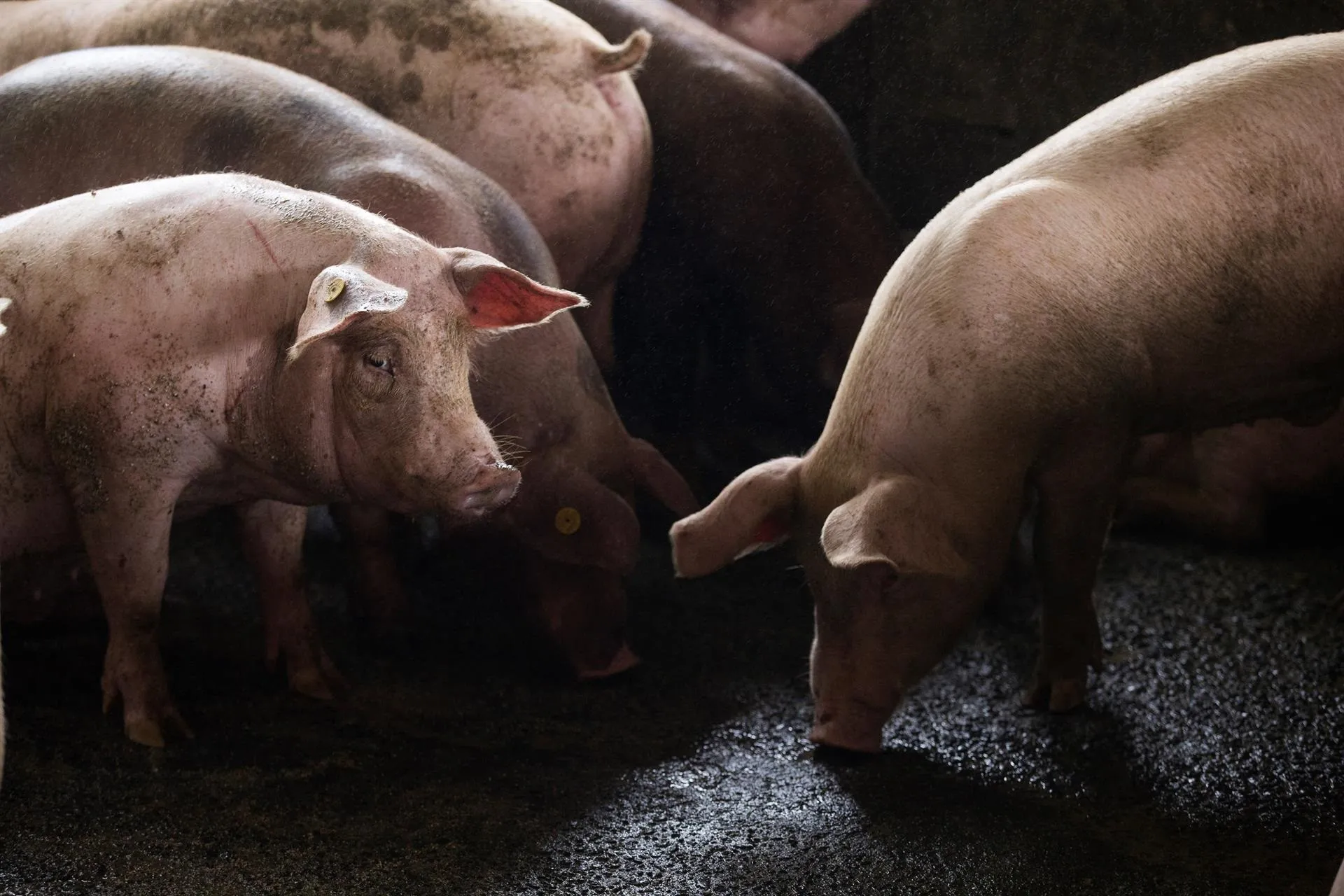 Gobierno pone en marcha plan de cierre definitivo de focos de peste porcina africana