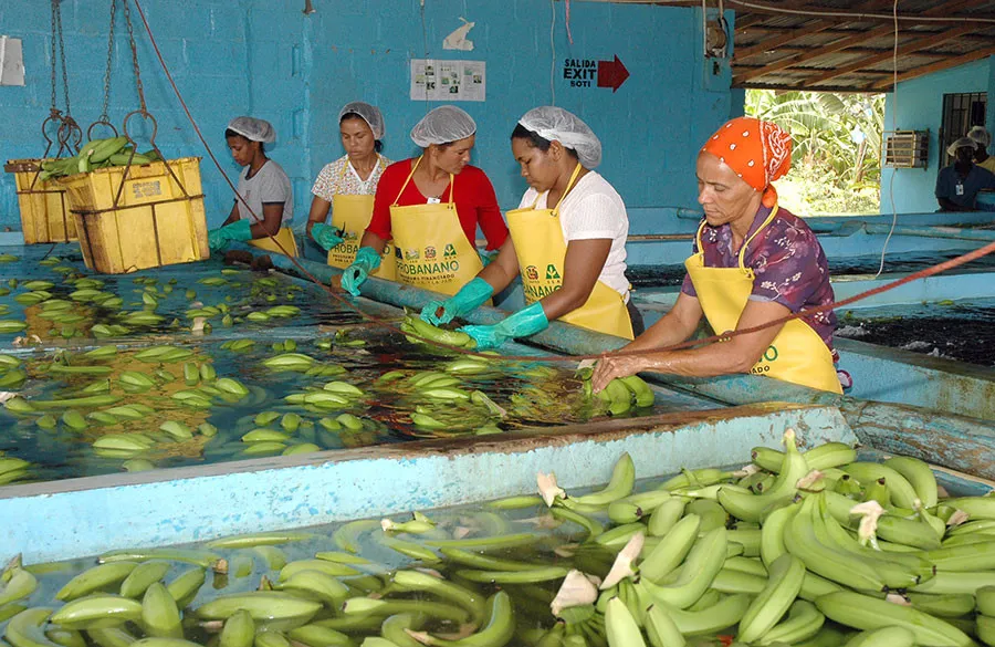 República Dominicana entre denunciantes altos costos de producción del banano