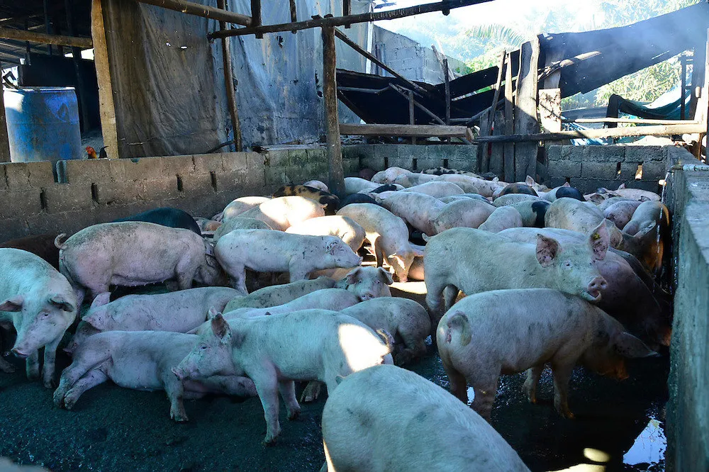 La fiebre porcina ha sido detectada en 25 provincias