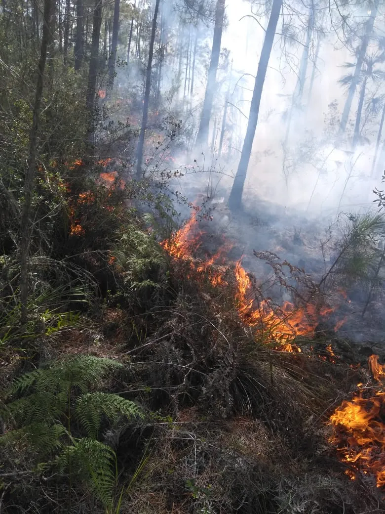 Autoridades trabajan para controlar fuego forestal en Aceitillar, Pedernales