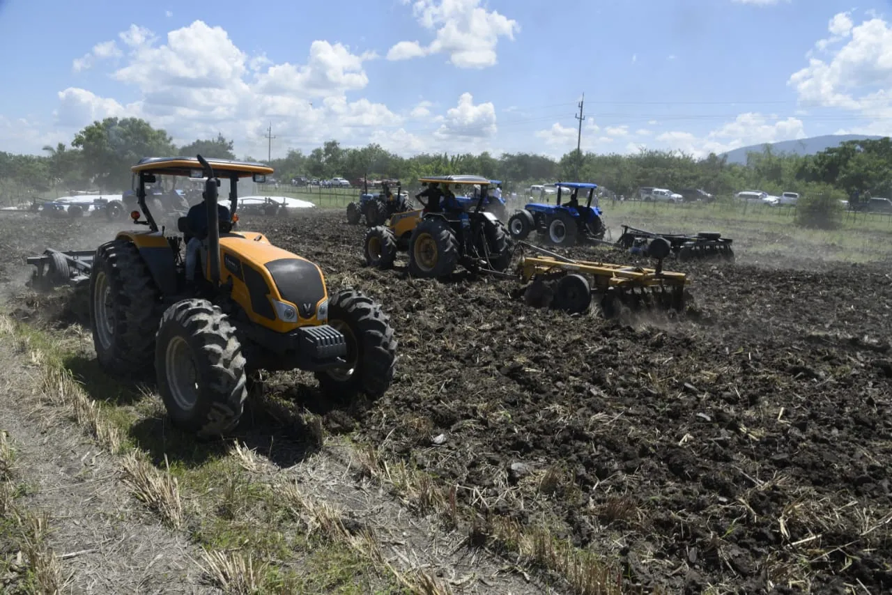 Agricultura prepara 190 mil tareas de tierra para siembra masiva de habichuela