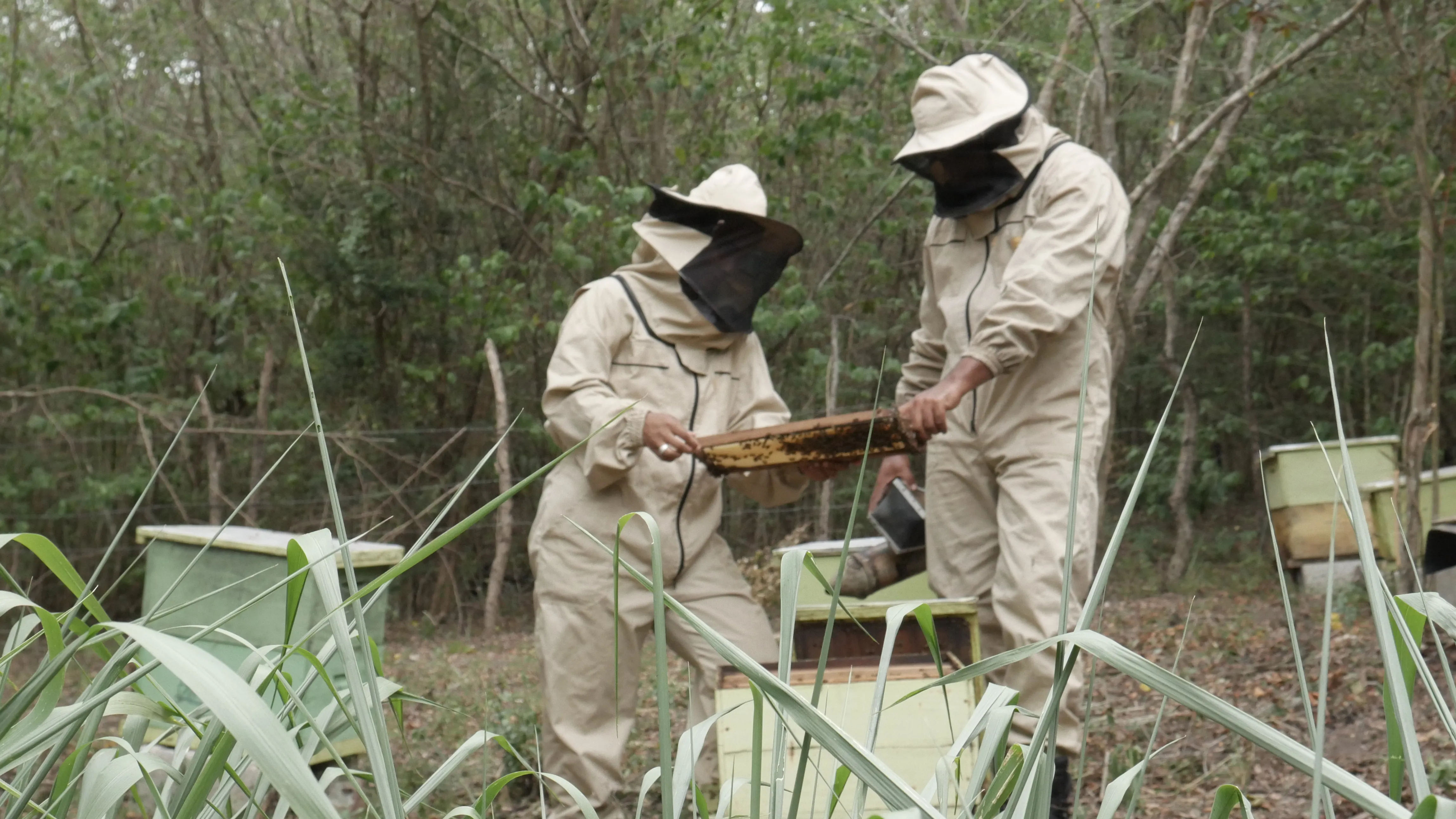 Colmena Dominicana, iniciativa que busca promover producción de miel local