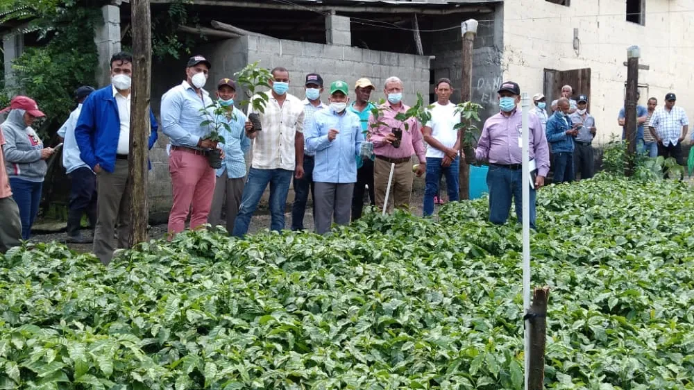 Indocafé entrega unas 22 mil plantas de café a caficultores en Monseñor Nouel,