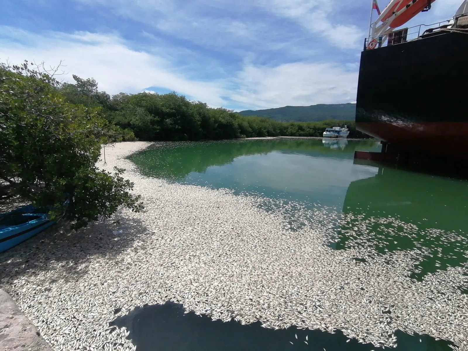 Masacre ecológica en Barahona: miles de peces muertos cerca del puerto El cayo