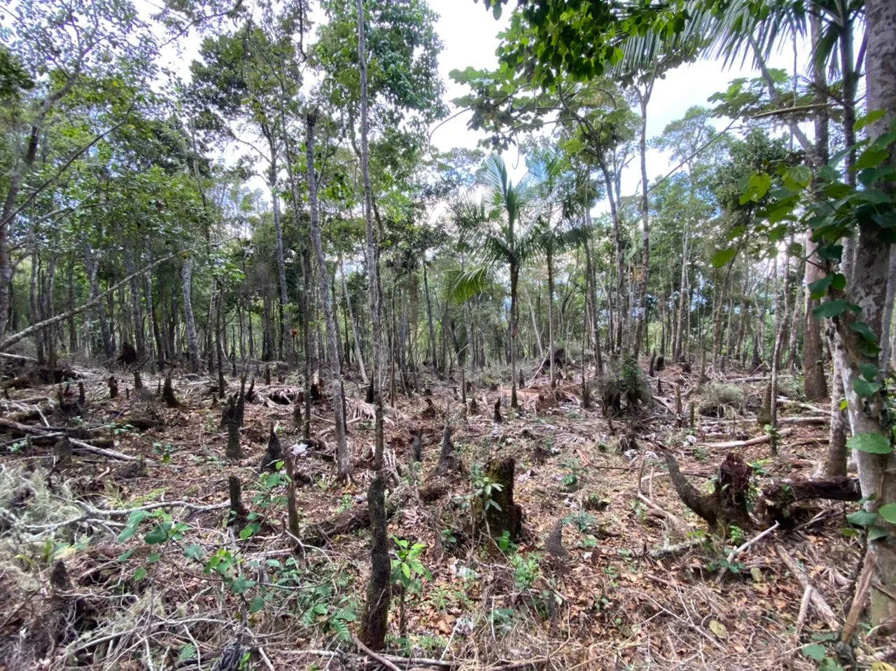 Someten a exalcalde de Barahona por desmonte de árboles en área protegida