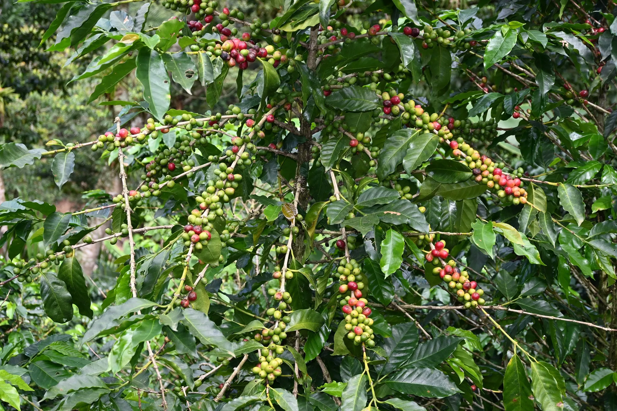 Presentan las primeras variedades dominicanas de café tolerantes a la roya del cafeto
