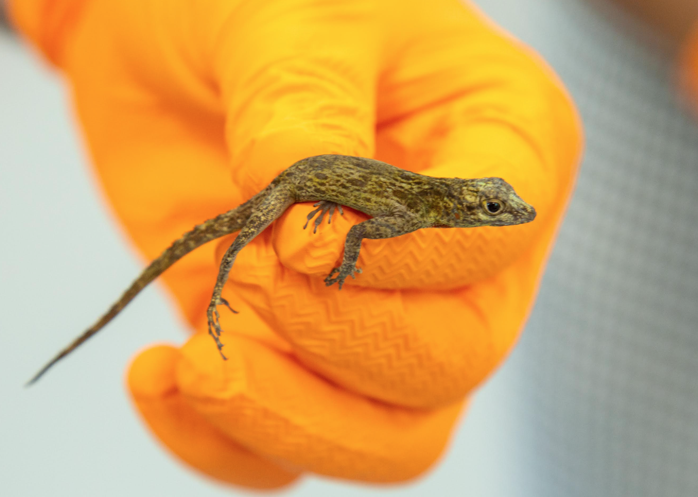 Barrick capacita a estudiantes y profesionales en técnicas de conservación de reptiles y anfibios