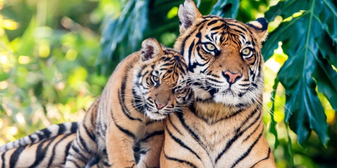 La India es hogar del 70% de los tigres, pero los están matando