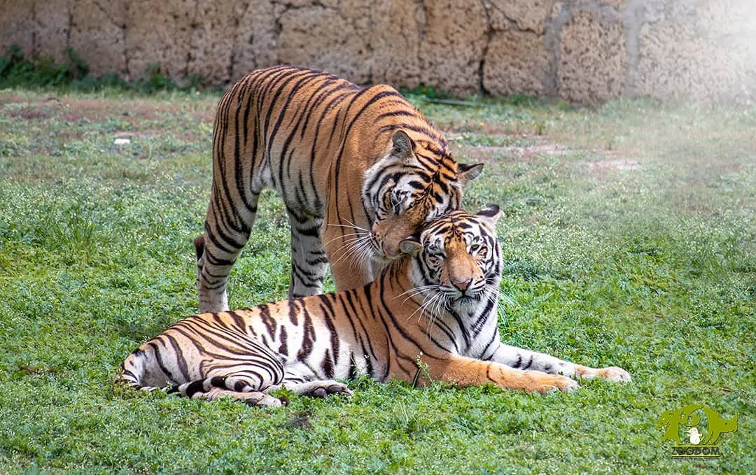 Nace un tigre de bengala en el Zoológico Nacional