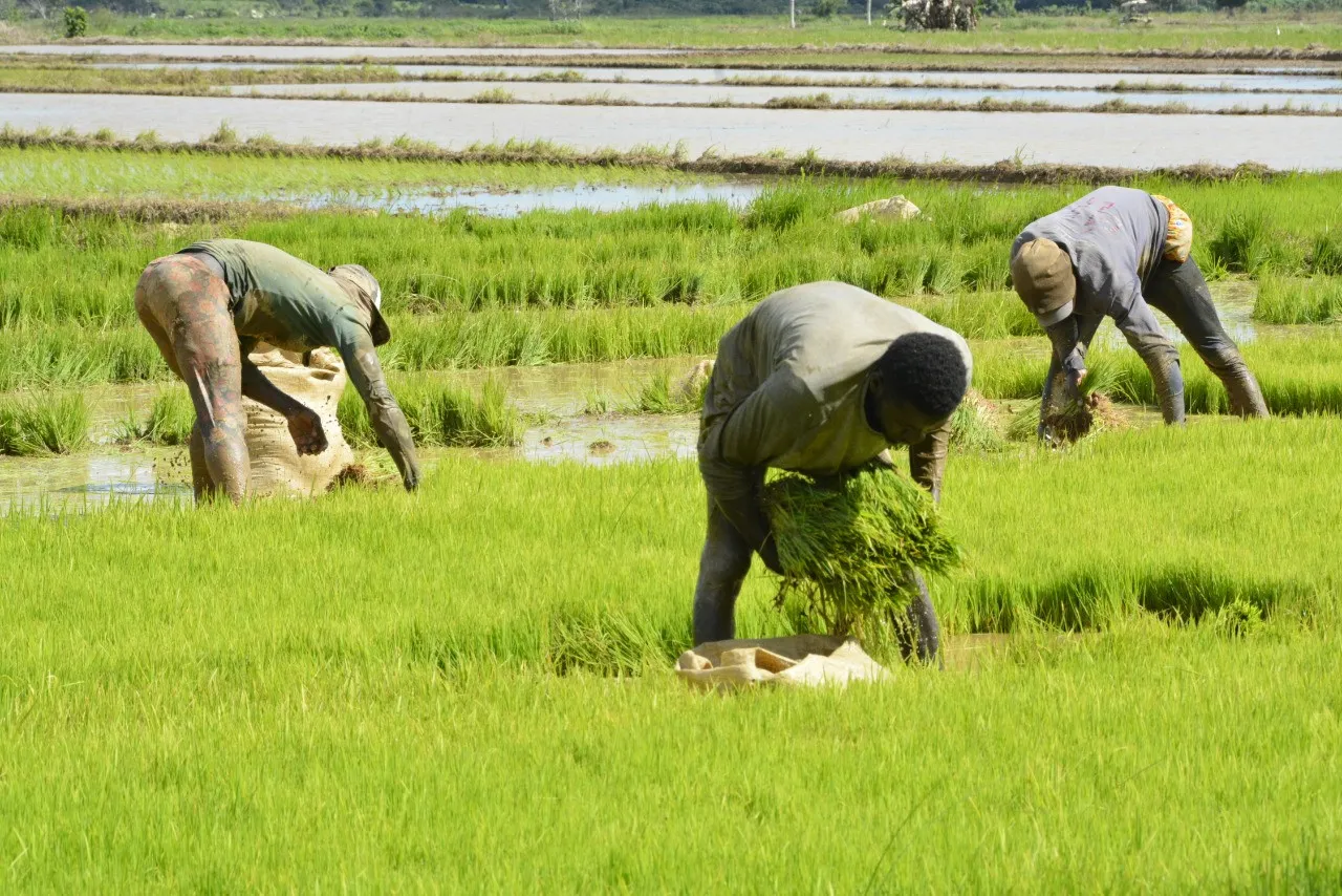 Parceleros de Hacienda Estrella siembran 15 mil tareas de arroz