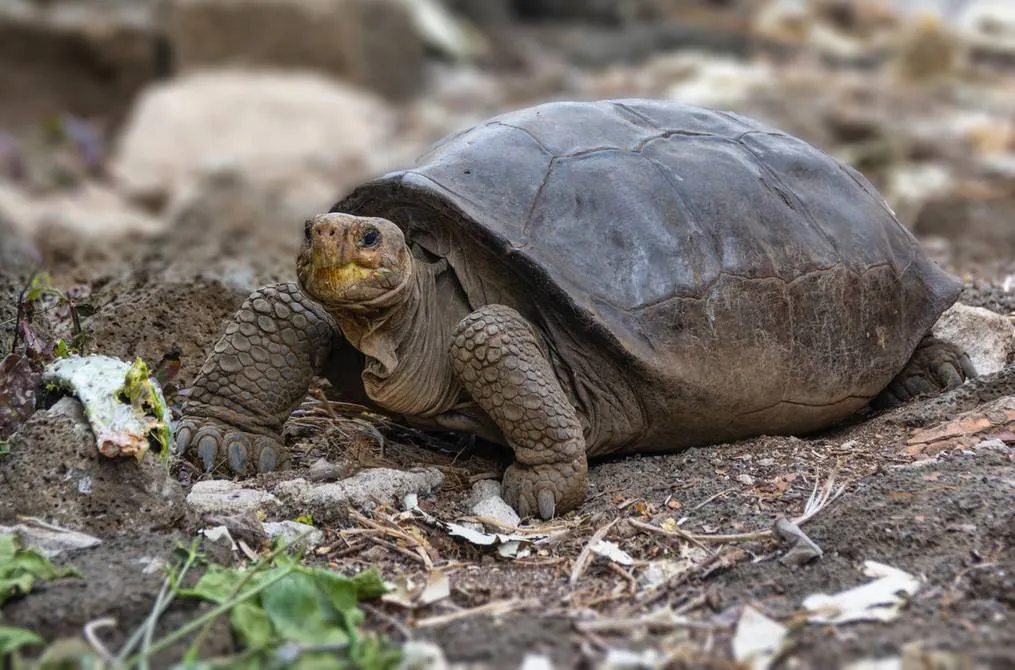 ¿Cuáles nuevos virus descubrieron los científicos en las tortugas gigantes de Galápagos?