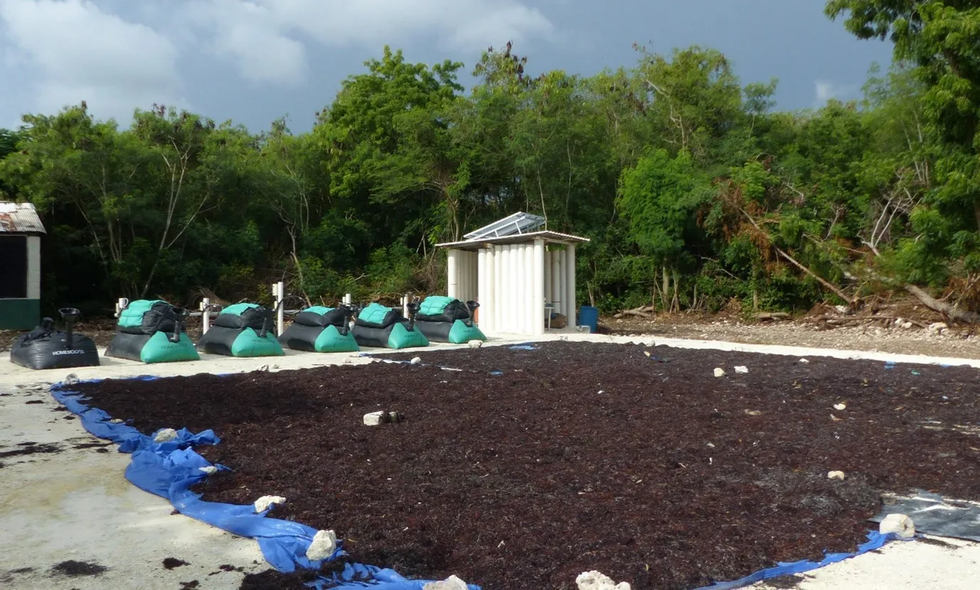 Universidad APEC, Fundación Grupo Punta Cana y empresa israelí Y.A. Maof, generan biogás a partir de la codigestión del sargazo y residuos de cocina