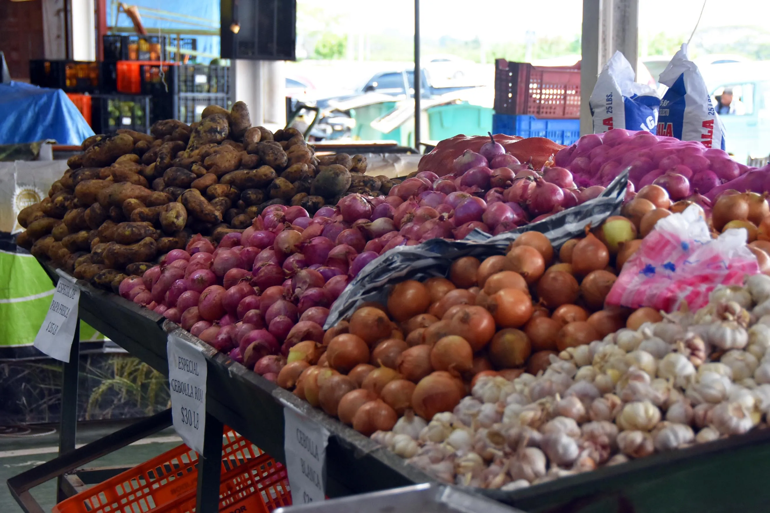 Ministerio de Agricultura garantiza sostenibilidad a productores de cebolla