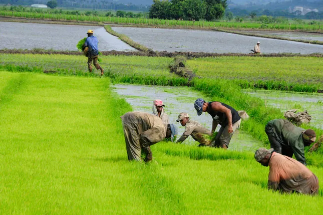 Ministerio Público procesa a diez productores de arroz por contaminación atmosférica
