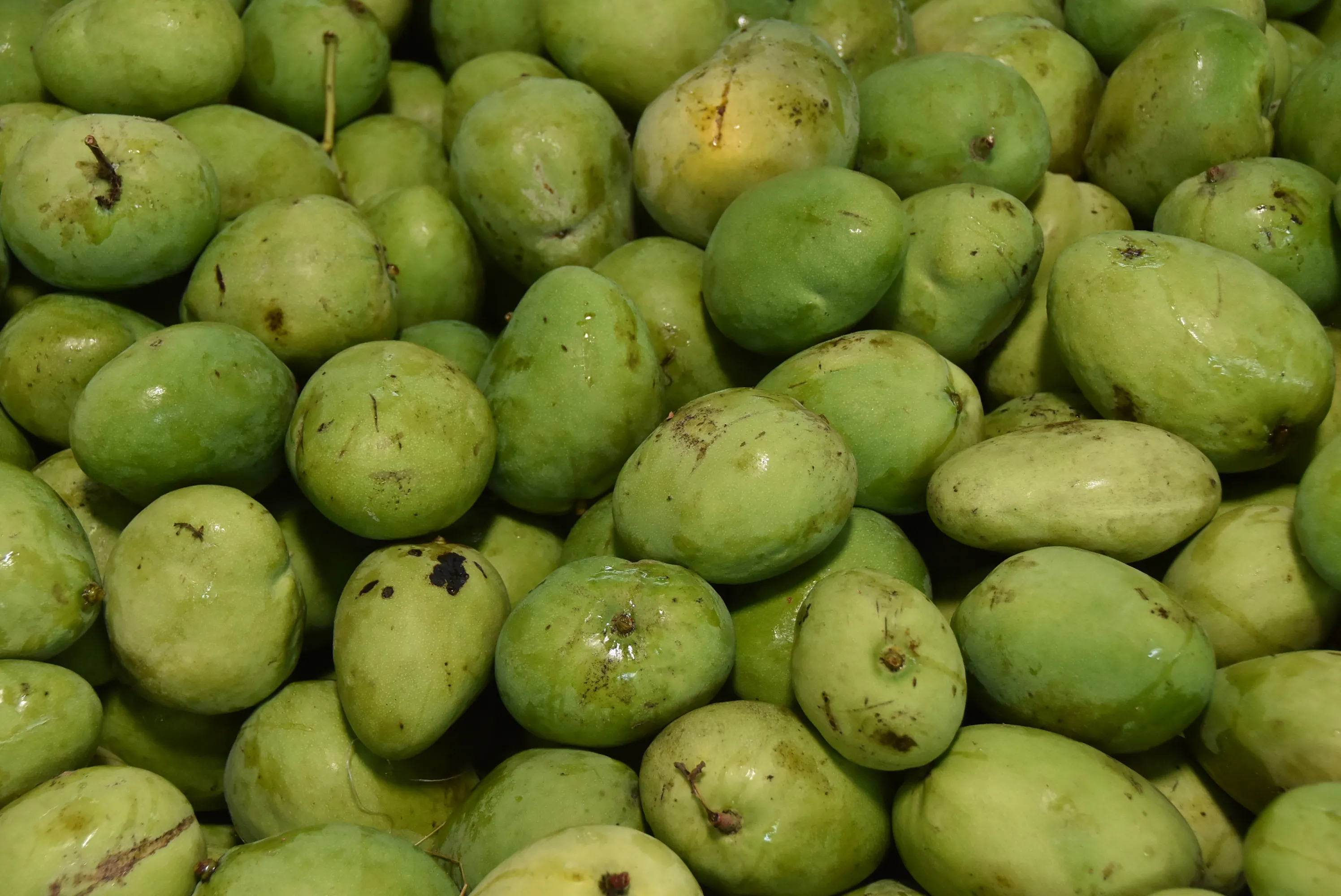 República Dominicana proyecta exportaciones de mangos por US$ 50 millones en 2024