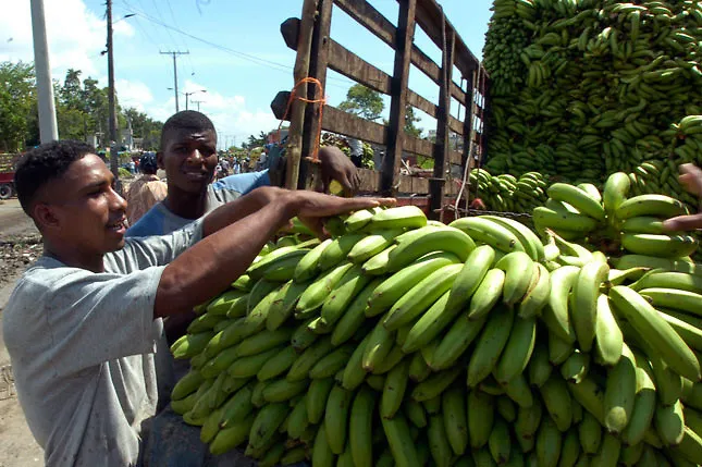 Productores de banano de Latinoamérica exigen a Europa cumplir compromisos