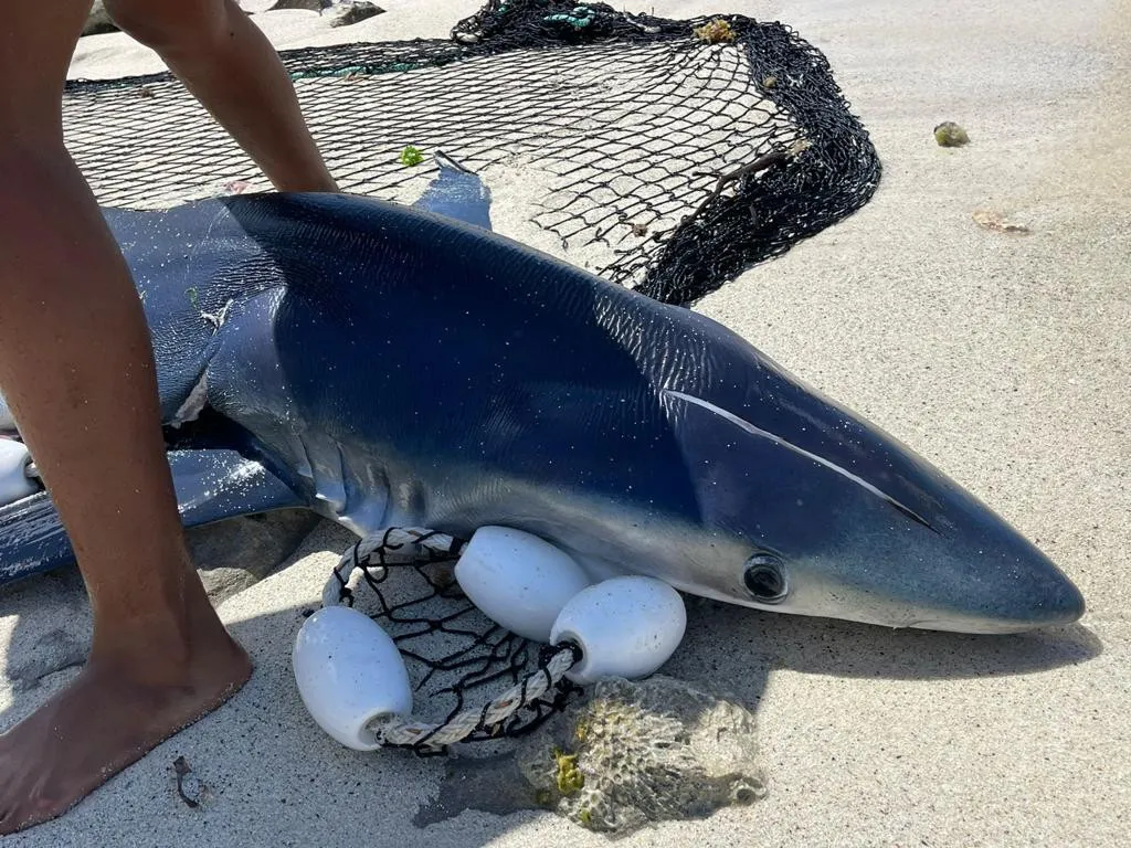 Preso hombre que mató a un tiburón azul en playa de Bayahíbe