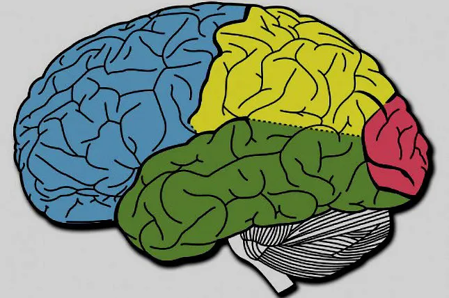 Un nuevo estudio revela cómo el cerebro dice 