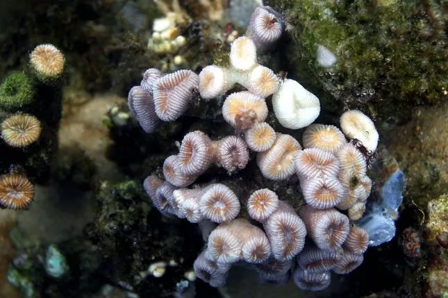 Hallan en corales blandos un compuesto prometedor contra el cáncer