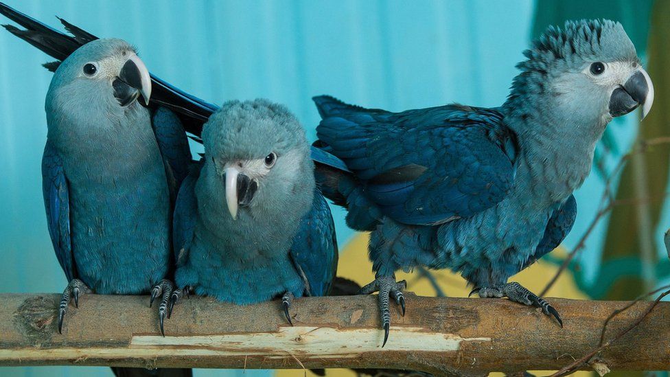 Las guacamayas azules que fueron salvadas de la extinción después de inspirar la película Río