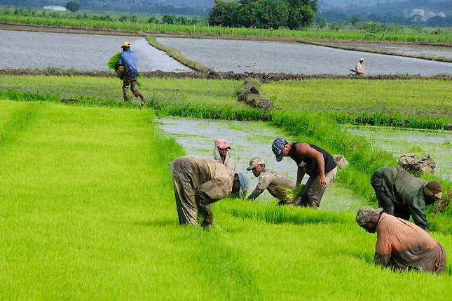 Piden al gobierno incentivo de RD$ 100 millones para próxima cosecha de arroz