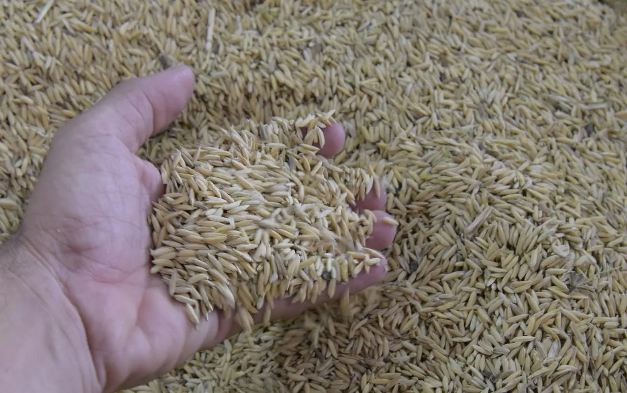 Gobierno dominicano evalúa vender el excedente de arroz a varios países