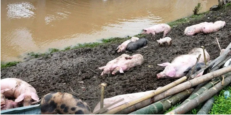 Empresario porcino acusado de reincidente en contaminar agua